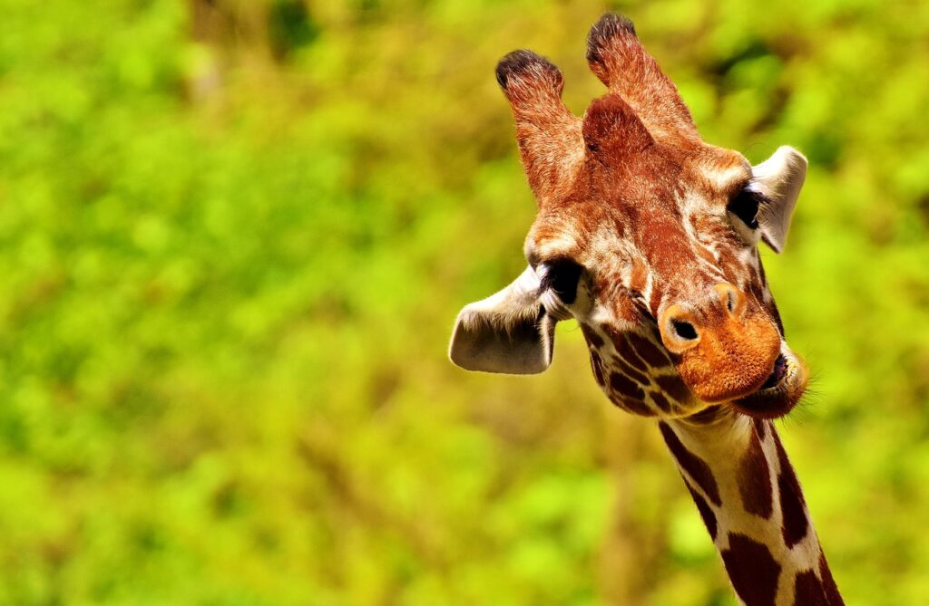 giraffe, fun, cute-2469322.jpg